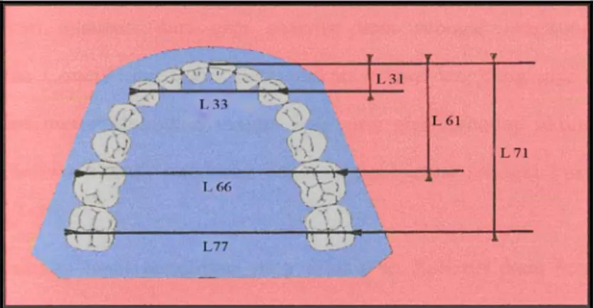 Gambar 6. Metode pengukuran panjang dan lebar lengkung gigi                                    Rahang bawah menurut Raberin 5