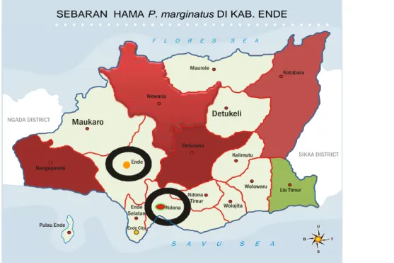 Gambar 1. Peta Sebaran Hama P. marginatus di Kabupaten Ende   Penyebaran  serangan  hama  P