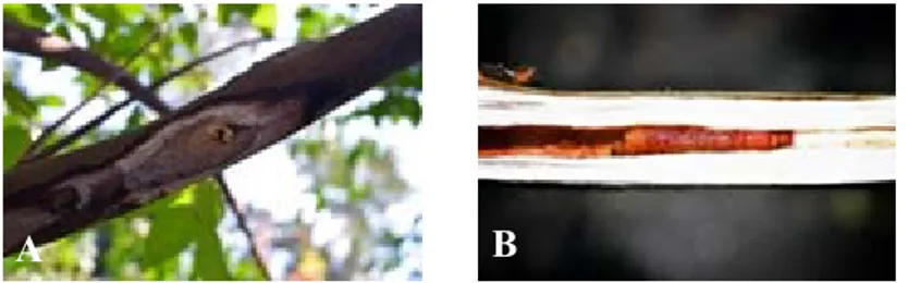 Gambar 2. Gejala serangan Z. coffeae, (A) lubang gerekan dan (B) larva menggerek cabang