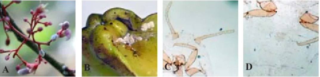 Gambar 5. Gejala serangan T. javanicus, (A) malformasi buah (B) buah burik dan pecah-pecah (C) imago T.