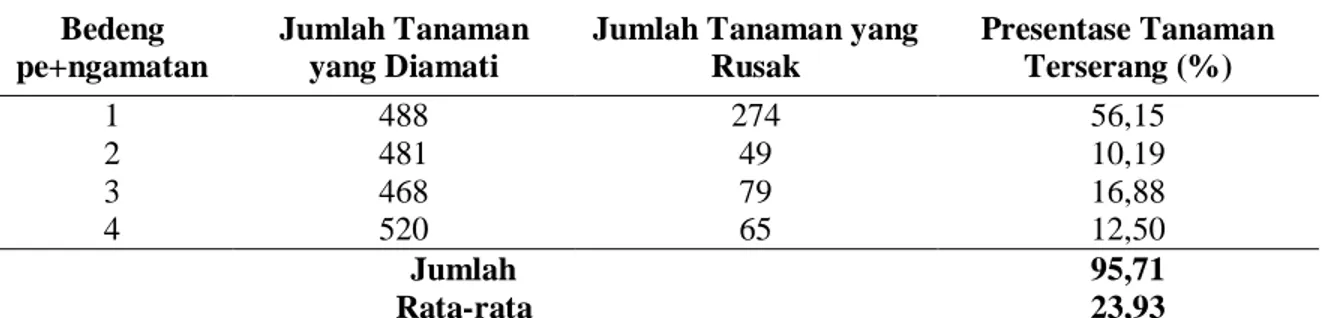 Tabel 3. Persentase tanaman terserang (Percentage of affected plants)  Bedeng 