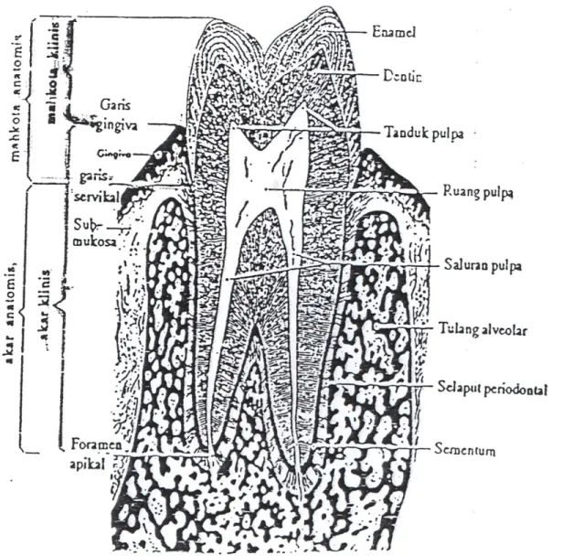 Gambar Bagian-Bagian Gigi Dilihat Secara Mikroskopis