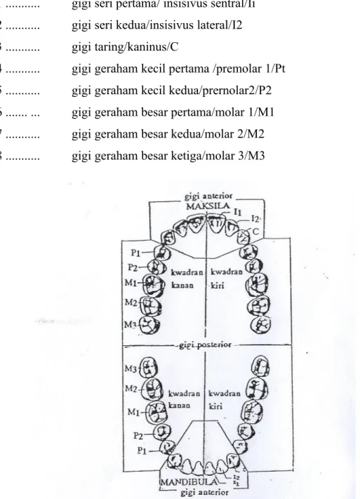 Gambar : Gigi Geligi Tetap atas Dan Bawah Gigi anterior atau gigi depan ialah gigi I1,I2 dan C