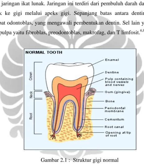 Gambar 2.1 :  Struktur gigi normal 