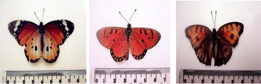 Gambar 2. Danaus chrysippus Gambar 3. Acraea violae Gambar 4. Junonia almana