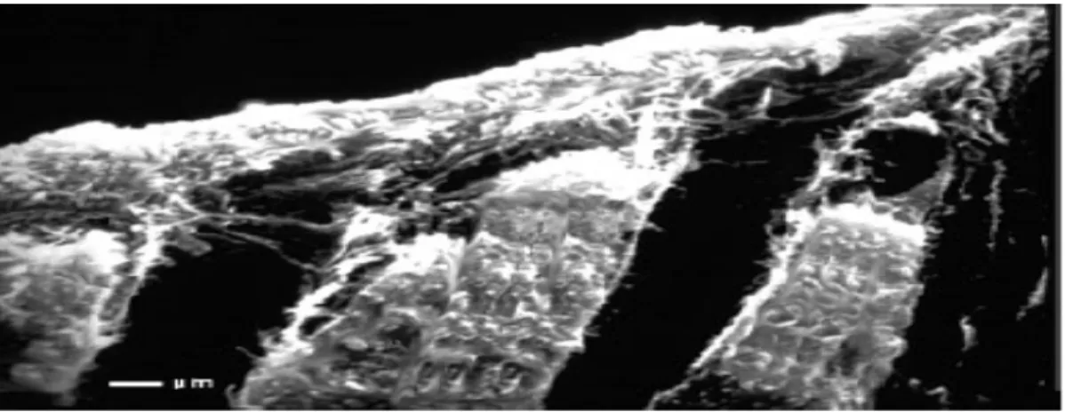 Gambar 7. SEM (Scanning Electron Micrograph) smear layer pada dentin. 29  2.2.2.1 Tensile Bond Strength 