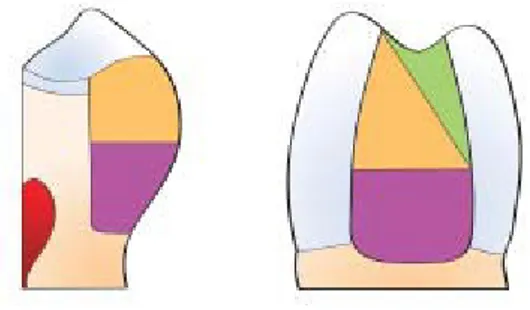 Fig 2 Centripetal incremental technique for posterior composite resin placement. (left) Cross-sectioned view; (right) proximal view.