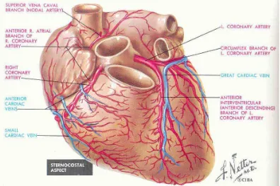 Gambar 2.1. Anatomi arteri koronaria 