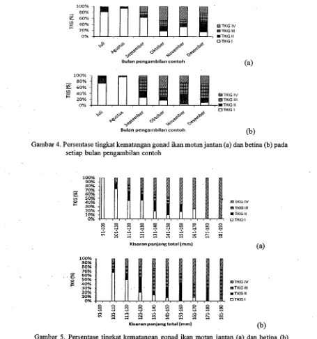 Gambar 5. Persentase tingkat kematangan gonad ikan motan jantan (a) dan betina (b) berdasarkan kisaran ukuran panjang 