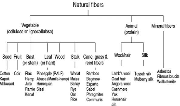 Gambar 2.7. Klasifikasi serat alam (Mohanty, et al, 2005) 