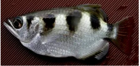 Gambar 1. Ikan sumpit, Toxotes jaculatrix  (foto koleksi penulis) 
