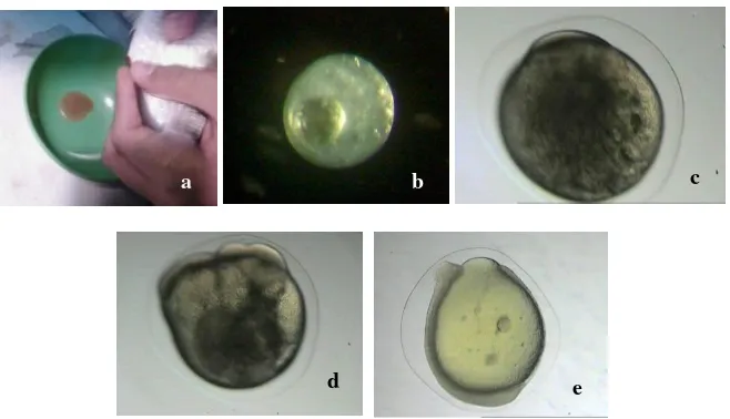 Gambar 5.  Proses pemijahan ikan sumpit (a) pengurutan,  (b) telur setelah fertilisasi, (c) pembelahan dua                     sel, (d) pembelahan banyak sel (morula), (e) fase blastula 