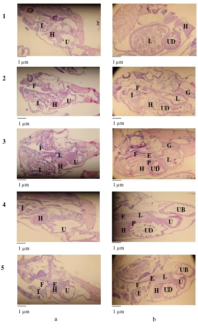 Gambar 4. Histologi organ pencernaan larva ikan lele dumbo, Clarias gariepinus, 1) PA; 2) PA75+PB25; 3) PA50+PB50; 4) PA25+PB75; 5) PB