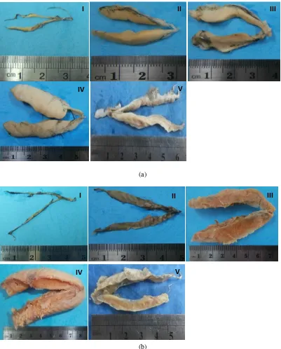 Gambar 2. Perkembangan morfologis kematangan gonad ikan brek jantan (a) dan betina (b) di Sungai Serayu 