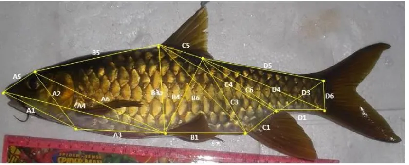 Gambar 1. Penentuan titik truss line sebagai karakter pada ikan semah (Keterangan huruf dan angka ter-     cantum dalam Tabel 1) 