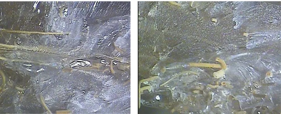 Gambar 3.5 (a) Foto makro serat sabut kelapa 30% setelah uji tarik. (b) Foto struktur makro  komposit serat sabut kelapa dengan fraksi volume 40% 