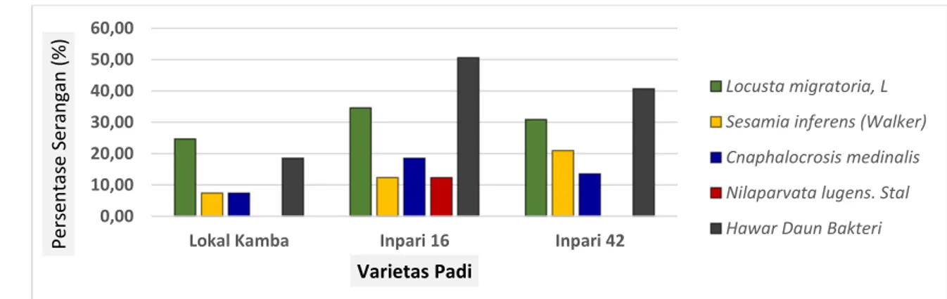 Gambar 2.  Persentase tingkat serangan jenis OPT pada tiga varietas padi yang diuji (Lokal Kamba, Inoari 16  dan Inpari 42)