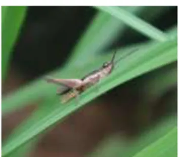 Gambar 3. Nimfa belalang kembara ( L. migratoria ).  Ledakan  populasi  belalang  kembara  dapat  menimbulkan  kerugian  dalam  skala  besar,  karena  jika  serangannya  parah  maka  daun-daun  tanaman  padi  akan  tersisa  tulang  daunnya  saja  dan  tent