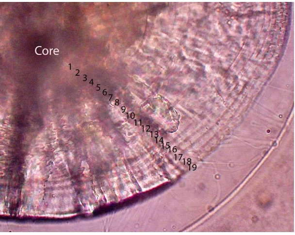 Gambar 2. Hubungan jumlah lingkaran harian dengan umur (hari) setelah larva ikan nila albino menetas 