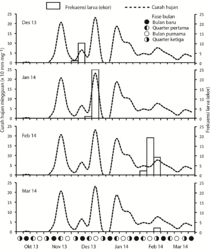 Gambar 4. Prediksi waktu pemijahan ikan red devil dan hubungannya terhadap fase bulan dan curah hujan (Sumber data curah hujan: BMKG 2014) 