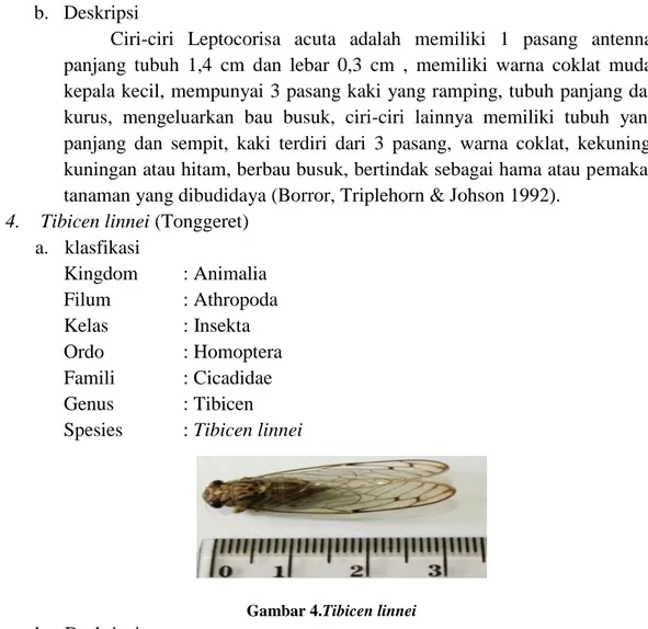 Gambar 3.Leptocorisa acuta  b.  Deskripsi  