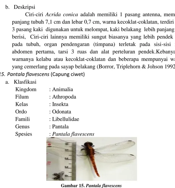 Gambar 14.Acrida conica  b.  Deskripsi  