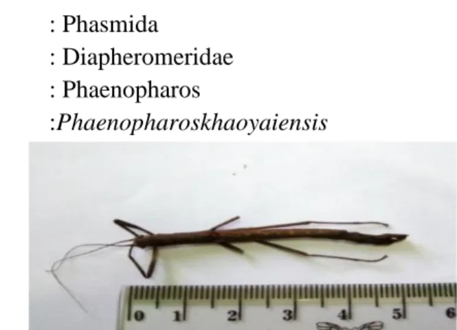 Gambar 16. Phaenopharos khaoyaiensis  b.  Deskripsi  