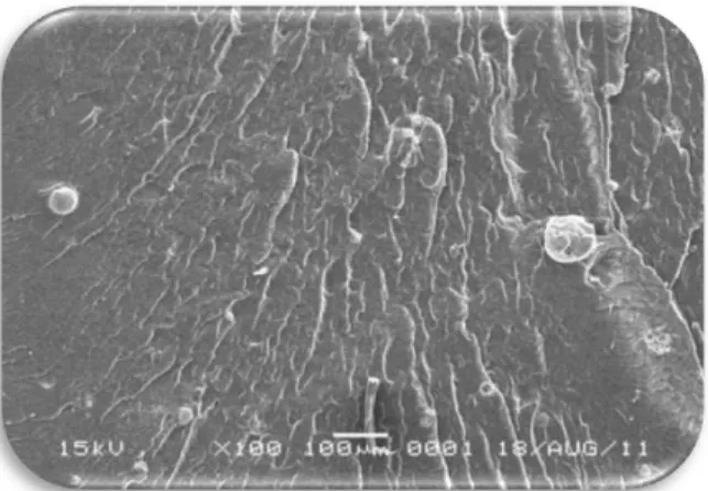 Gambar 11. Mikrograf SEM material campuran  PP/NR dengan plasticizer 5 phr dan komposisi 