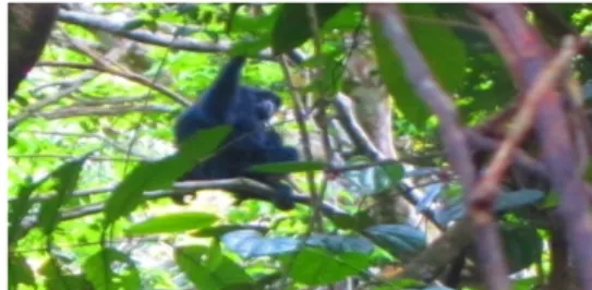 Gambar 6. Siamang (Hylobathes syndactylus)  Pada  Gambar  7  dapat  dilihat  bahwa  pohon  sarang yang  digunakan  oleh Orangutan  Sumatera  (Pongo abelii) adalah pohon yang memiliki banyak  rangkaian  daun  dan  ranting  serta  dekat  dengan 