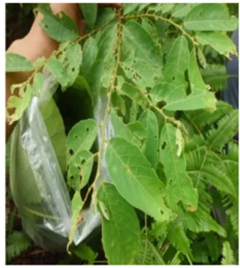 Gambar 4. Beringin   (Ficus benjamina)  4.  Dadih - dadih (Brucea javanica) 