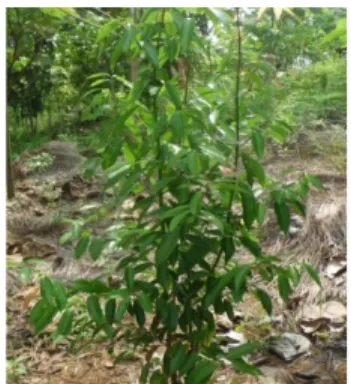 Gambar 10. Jeruk (Citrus medica)  10.  Kayu manis (Cinnamomum burmanii) 