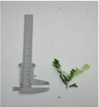 Gambar 14. Ketepeng (Cassia alata)