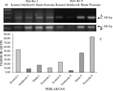 Gambar 1. Ekspresi gen aromatase tipe ovari (A) dan β-aktin (B) pada satu hari dan delapan hari setelah perlakuan; M=marker DNA; tanda panah  menunjukkan target gen; tingkat ekspresi gen aromatase tipe ovari dibandingkan dengan β-actin menggunakan UN-SCAN-