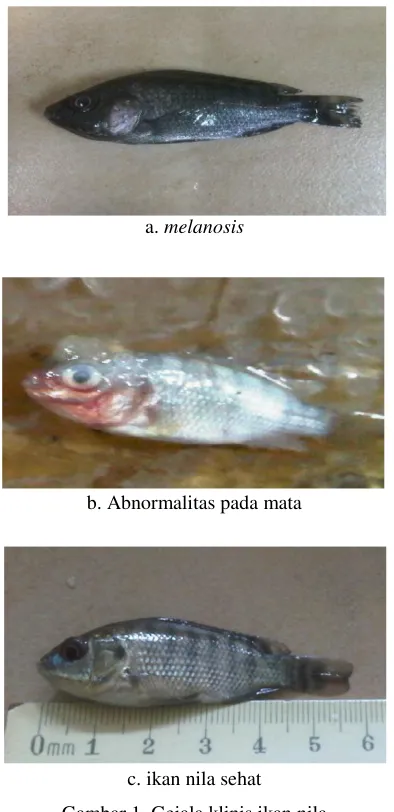 Gambar 1. Gejala klinis ikan nila 