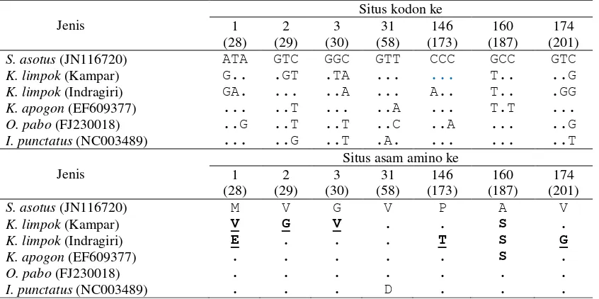 Tabel 5.  Substitusi transisi berdasarkan runutan nukleotida gen Cox-1 parsial Kryptopterus limpok dari Sungai Kampar dan Indragiri Riau dengan pembanding data GenBank 