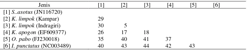 Tabel 6. Substitusi transversi berdasarkan runutan nukleotida gen Cox-1 parsial Kryptopterus limpok dari Sungai Kampar dan Indragiri Riau dengan pembanding data GenBank 