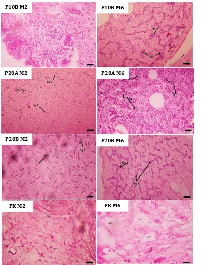 Gambar 6. Struktur histologis gonad ikan sidat setiap perlakuan selama induksi hormon pada minggu ke-0 (M0), minggu ke-2 (M2) dan minggu ke-6 (M6)