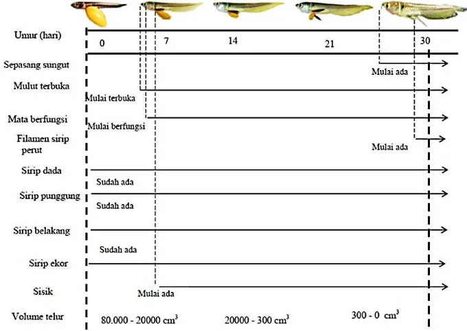 Gambar 1. Perkembangan morfologis pralarva ikan arwana silver pada interaksi T30S3 dan T32S5 