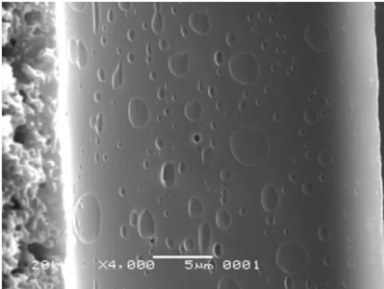 Gambar 4.5.4.3. Foto SEM morfologi penampang melintang gel poliakrilamid 