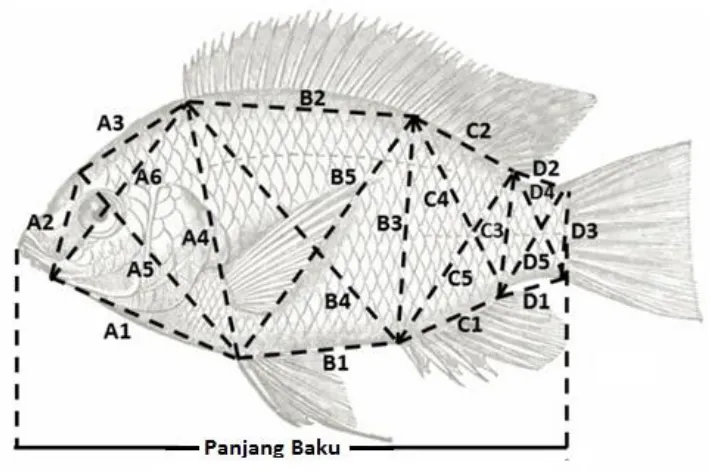 Gambar 1. Titik truss morfometrik ikan nila 