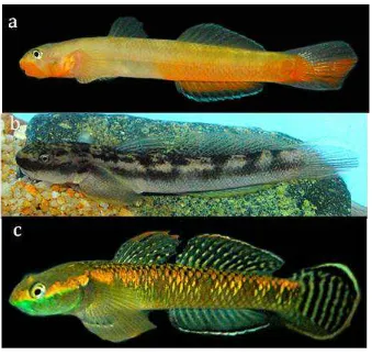 Gambar 5. Jenis ikan famili Gobiidae: A. S. rubicundus, B. S. hageni, C. Stiphodon atratus 