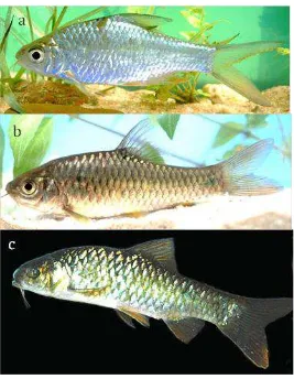 Gambar 6. Tiga jenis ikan famili Cyprinidae: a. Barbonymus gonionotus, b. Barbodes binotatus,   dan c