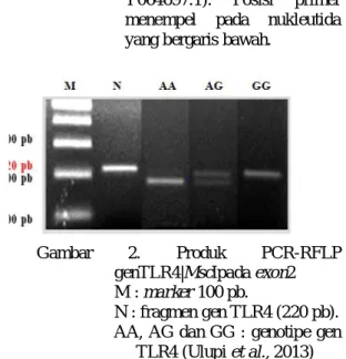Gambar  1  dan  2  adalah  fragmen  gen  TLR4  yang  berukuran  220 pb pada  exon  2  yang  merupakan  produk  PCR