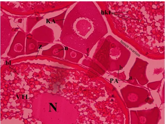 Gambar 1. Penampang histologi oosit ikan seriding. KA, kortikal alveoli; N, nukleus; VTL, vitelogenesis; n, nukleolus; PA, pertumbuhan awal (primer) (a, kromatin nukleus dan b, perinuklear); bl, butiran lemak; bkt, butiran kuning telur; z, zona radiata