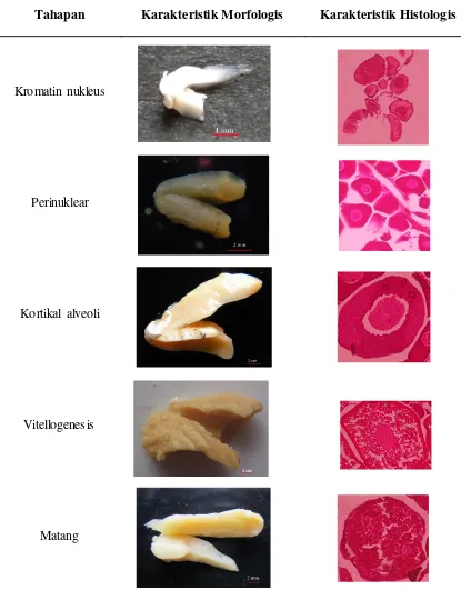 Gambar 2. Tahap perkembangan oosit ikan seriding (Ambassis nalua) secara makroskopik dan mikros-kopik (skala: 500 µm) / (400 x) 