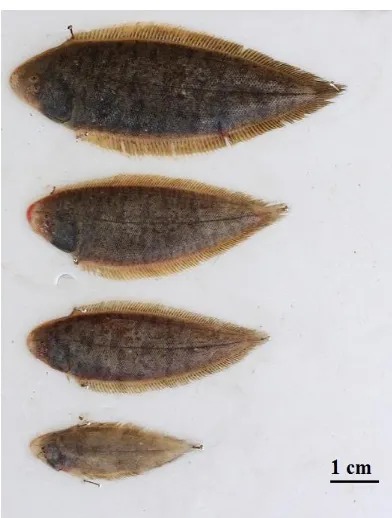 Gambar 1. Ikan lidah (Cynoglossus cynoglossus) 
