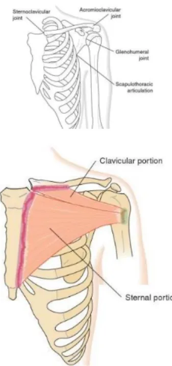 Gambar 3. Glenohumeral ligamen anterior  view (sumber : S, Lynn. Clinical Kinesiology 