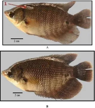Gambar 4. Ikan gurami setelah 30 hari pascainfeksi. A. yuwana hidup abnormal; B. yuwana hidup normal; 1