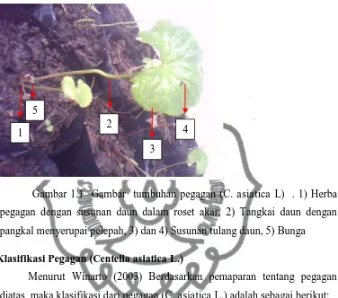Gambar 1.1  Gambar  tumbuhan pegagan (C. asiatica L)  . 1) Herba 