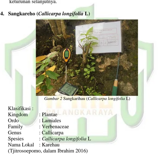Gambar 2 Sangkarihau (Callicarpa longifolia L)  Klasifikasi : 